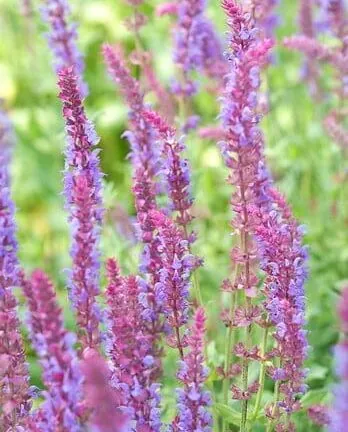Salvia nemorosa 'Amethyst' - Salbei