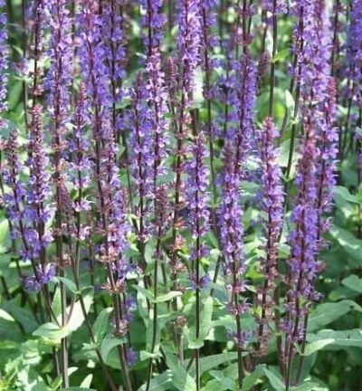 Salvia nemorosa Caradonna - Salie