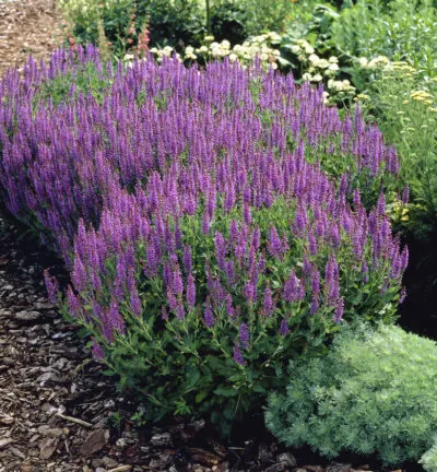 Salvia nemorosa Mainacht - Salie