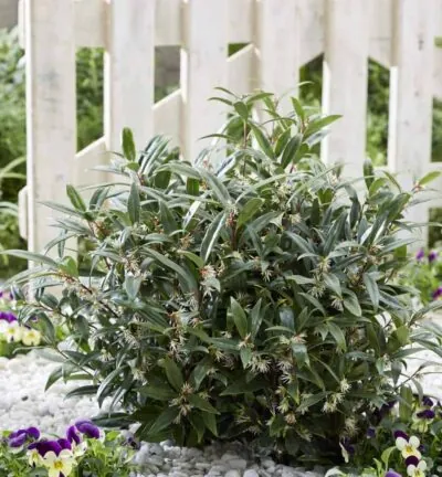 Sarcococca hookeriana ´Purple Gem´ - Vleesbes