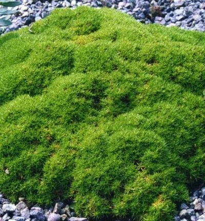 Scleranthus uniflorus - Mosplant