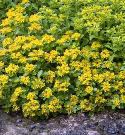 Sedum Kamtschaticum - Vetkruid