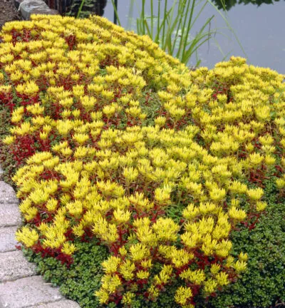 Sedum Oreganum - Vetkruid