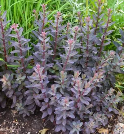 Sedum spectabile 'Purple Emperor' - Hemelsleutel