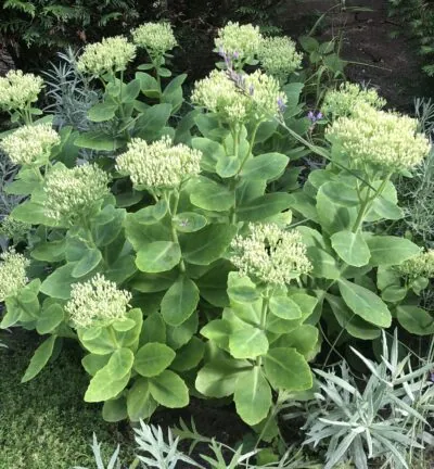 Sedum spectabile 'Brillant' - Hemelsleutel
