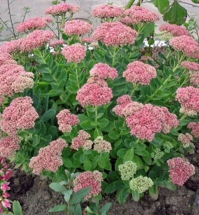 Sedum spectabile 'Herbstfreude' - Hemelsleutel