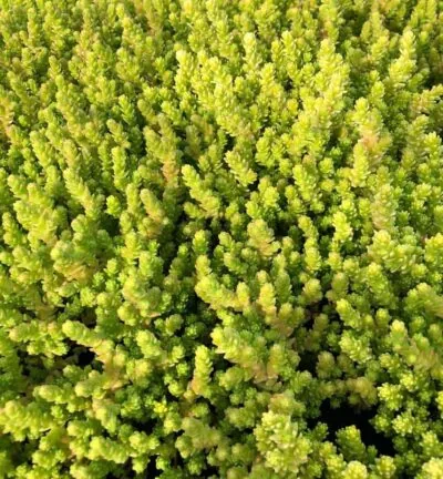 Sedum acre 'Aureum' - Vetkruid