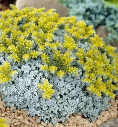 Sedum spathulifolium 'Cape Blanco' - Vetkruid
