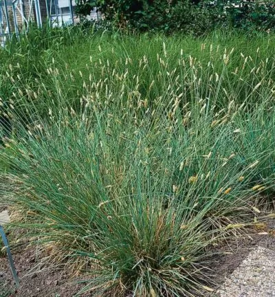 Sesleria 'Nitida' - Blauwgras