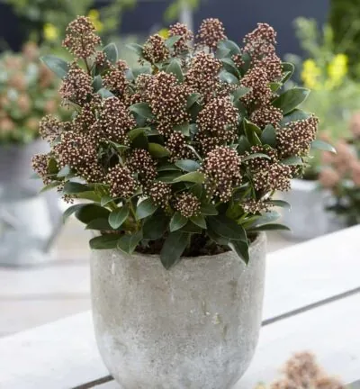 Skimmia japonica 'Bonfire' - Bloem Skimmia