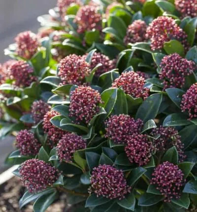 Skimmia japonica 'Pink Dwarf' - Bloem Skimmia