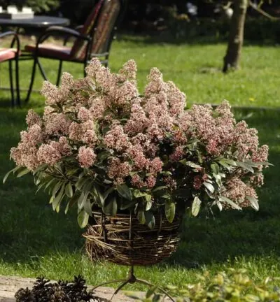 Skimmia japonica Rubella - Bloem Skimmia