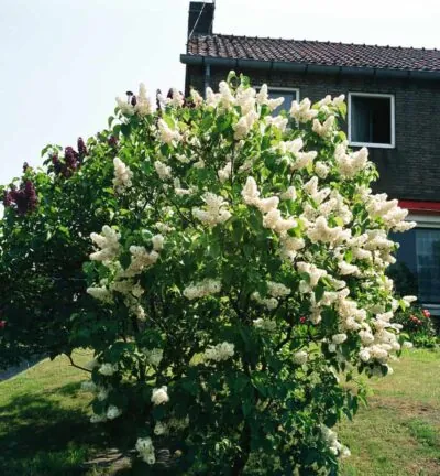 Syringa vulgaris 'Madame Lemoine' - Sering