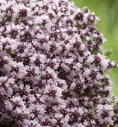 Thymus praecox 'Pink Chintz' - Schleichender Thymian