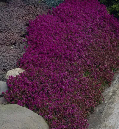 Thymus praecox 'Purple Beauty' - Kriechender Thymian