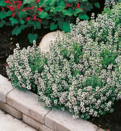 Thymus vulgaris 'Compactus' - Tijm