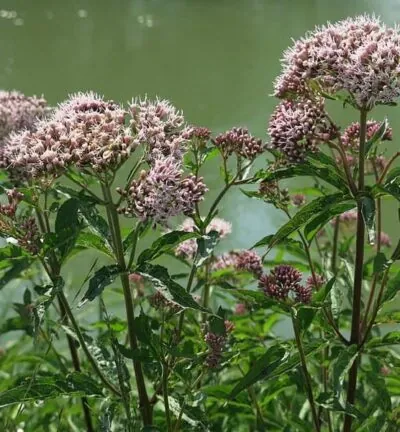 Valeriana officinalis  - Echte Valeriaan