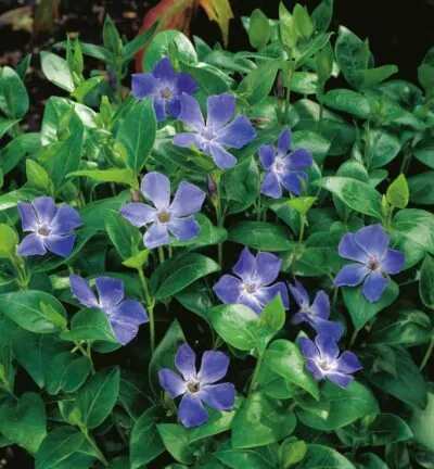 Vinca major - Grote Maagdenpalm