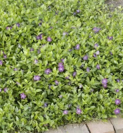 Vinca minor 'Atropurpurea' - Maagdenpalm