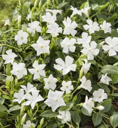Vinca minor 'Gertrude Jekyll' - Kleinbladige Maagdenpalm