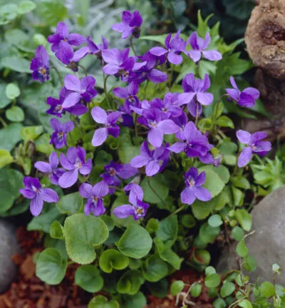Viola odorata 'Konigin Charlotte' - März-Stiefmütterchen