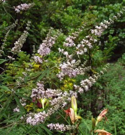 Vitex Agnus-castus ´Albus´ - Monnikspeper