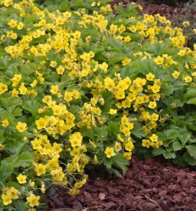 Waldsteinia Ternata - Goudaardbei