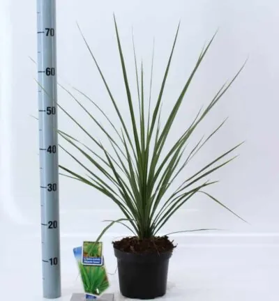 Cordyline australis 'Atlantic Green' - Koolpalm
