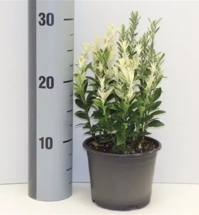 Euonymus japonicus 'Francien' - Japanse Kardinaalsmuts