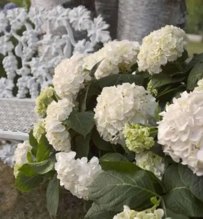Hydrangea macrophylla 'Endless Summer Dreamcloud®' - Doorbloeiende Hortensia