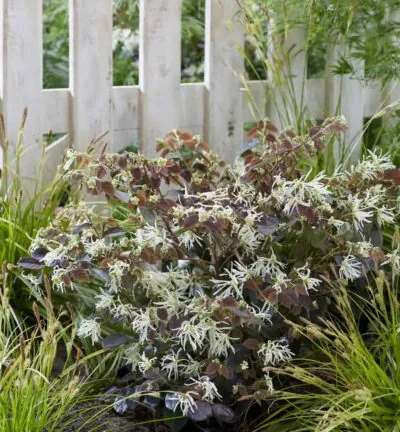Loropetalum chinense 'Ruby Snow'  - Heksenstruik
