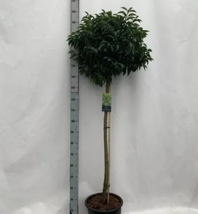 Prunus lusitanica Angustifolia - Portugiesischer Lorbeer auf 100cm Stamm