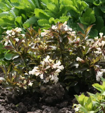 Weigela florida 'Schwarz und Weiß' - Weigelia