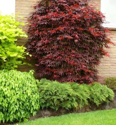 Acer palmatum 'Atropurpureum' - Japanse Esdoorn