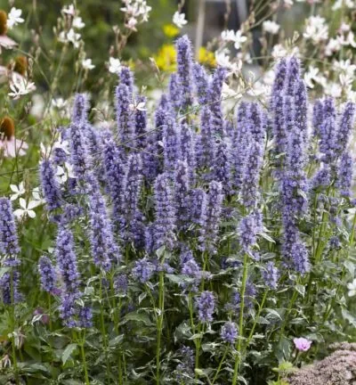 Agastache 'Crazy Fortune' - Dropplant