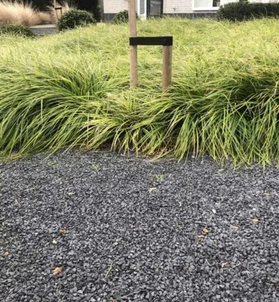 Carex morrowii -  Zegge