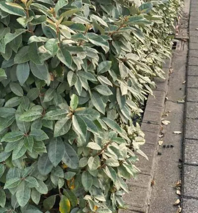 Elaeagnus ebbingei Compacta - Olijfwilg
