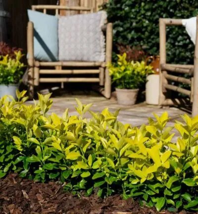 Euonymus japonicus 'El Dorado' - Japanse Kardinaalsmuts