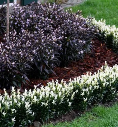 Euonymus japonicus 'Paloma Blanca' - Japanse Kardinaalsmuts