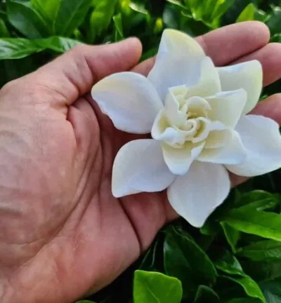 Gardenia jasminoides 'Double Diamonds' - Kaapse Jasmijn