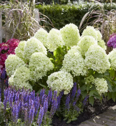 Hydrangea paniculata 'Little Spooky' - Hortensia