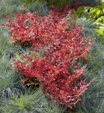 Nandina domestica 'Obsessed' - Hemelse bamboe
