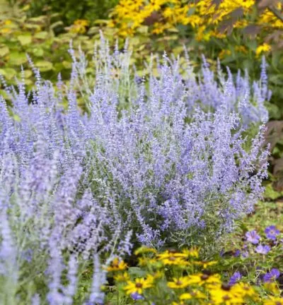Perovskia atriplicifolia 'Lacey Blue' - Reuzenlavendel