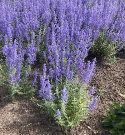 Perovskia atriplicifolia 'Little Spire' - Reuzenlavendel