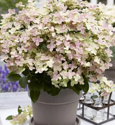 Hydrangea pan. ´(S)witch Ophelia´ - Hortensia