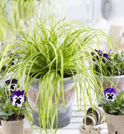 Carex oshimensis EverColor® 'Everillo' - Zegge
