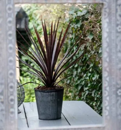 Cordyline australis 'Little Red Star' - Koolpalm
