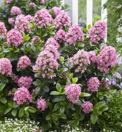 Escallonia laevis 'Pink Elle' (='Lades') - Escallonia