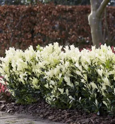 Euonymus japonicus 'Himalaya' - Japanse Kardinaalsmuts