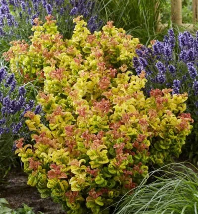 Leucothoe axillaris 'Curly Gold' - Druifheide